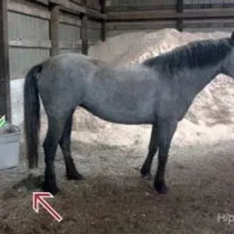 #pottytrainedhorse Can a horse be Potty Trained