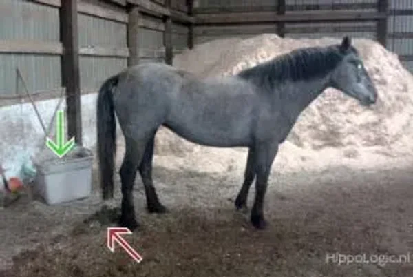 #pottytrainedhorse Can a horse be Potty Trained