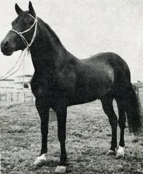 Chucuano