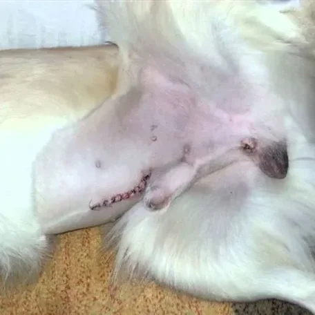 Descended testes in dogs