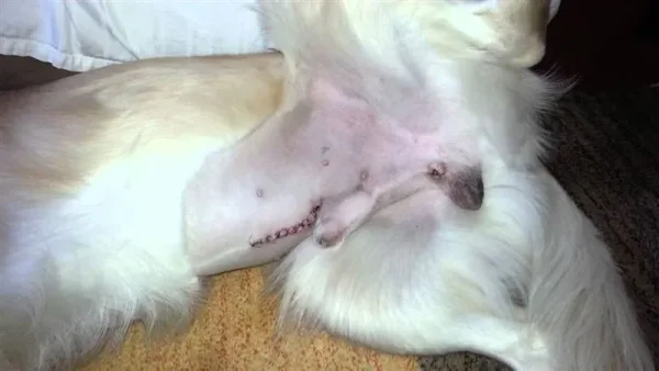 Descended testes in dogs