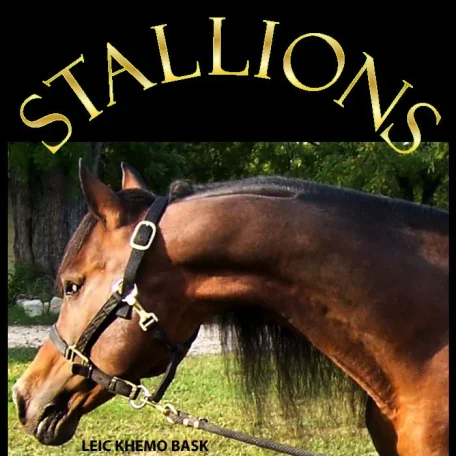 LEIC Khemo Bask is a gorgeous, royally bred stallion. His temperament and personality are second to none. He was blinded in his left eye from an injury years ago and was never shown as a result.