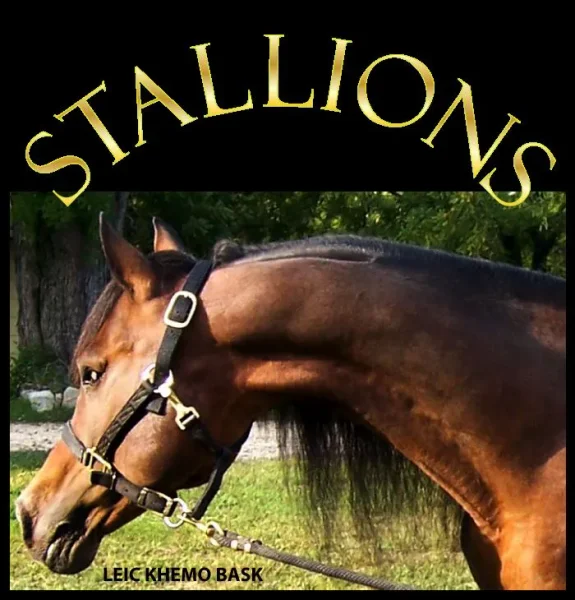 LEIC Khemo Bask is a gorgeous, royally bred stallion. His temperament and personality are second to none. He was blinded in his left eye from an injury years ago and was never shown as a result.