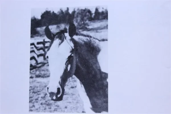 Kaseyna (Raseyn x Kafi) grey mare, foaled March 10, 1947bred by Mr. & Mrs. George McIlraith