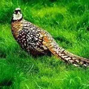 Reeve's Pheasant