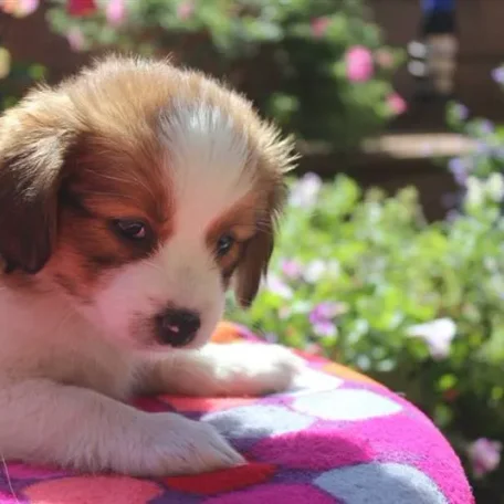 Sweet little puppy Xena! Kooikerhondje puppies are the CUTEST!