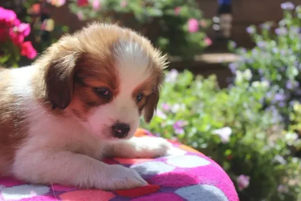 Sweet little puppy Xena! Kooikerhondje puppies are the CUTEST!