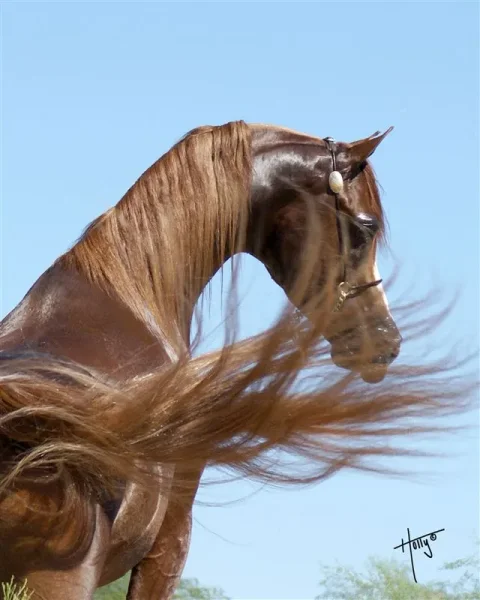 Adoniis