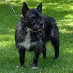 Bostie (Designer Dog)