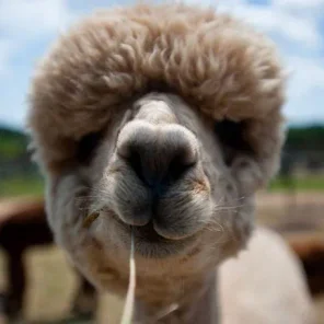 Alpaca History