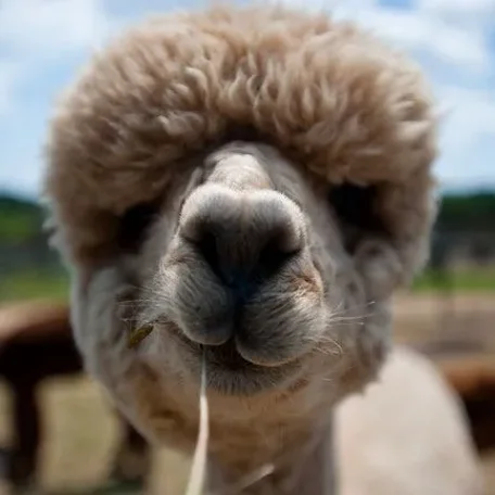 Alpaca History
