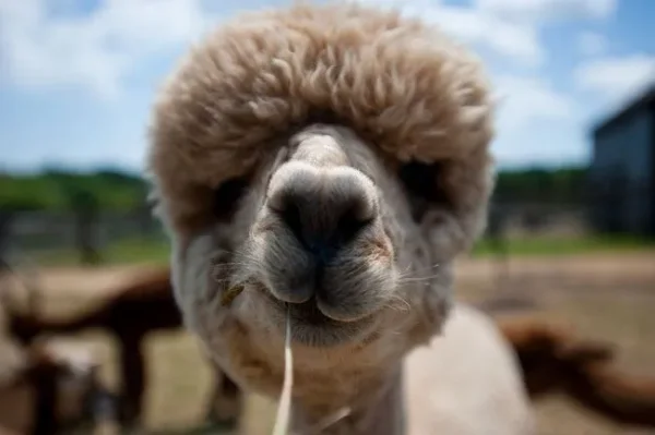Alpaca History

