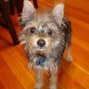 Pom-A-Nauze (Designer Dog)