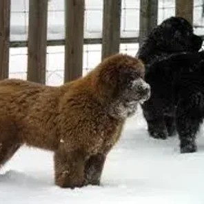 Golden Newfie (Designer Dog)