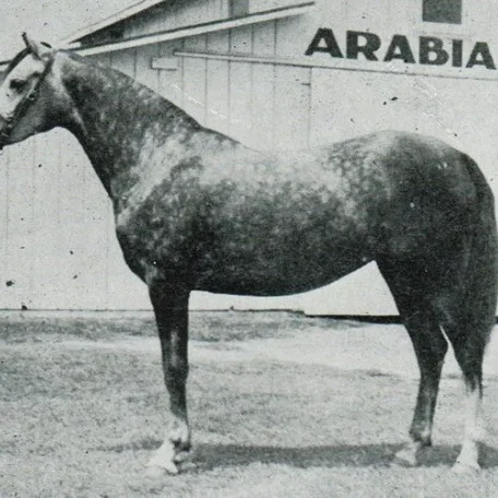 FERSARA (Ferseyn x Bint Sahara by Farawi {Farana}) ~ Dam of Ferzon, Dunes, Sands & The Real McCoy; Photo by Gladys Brown Edwards