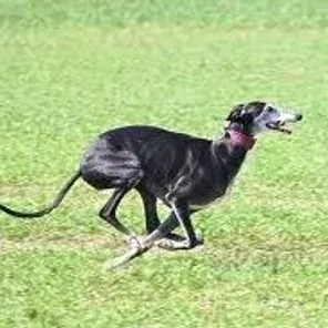 Galgo Espanol