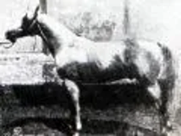Rymnik