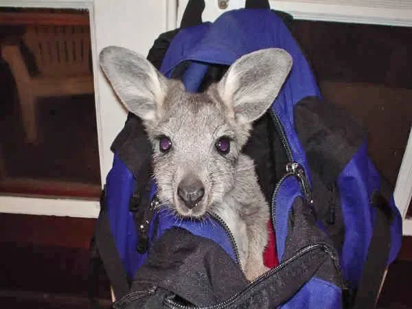 Wonderful Wallaroo