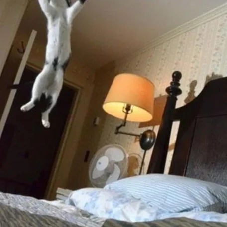 Cats as Pets