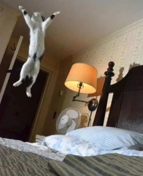 Cats as Pets