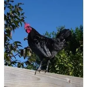 Blue Hen of Delaware
