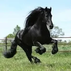 Driving Horses List