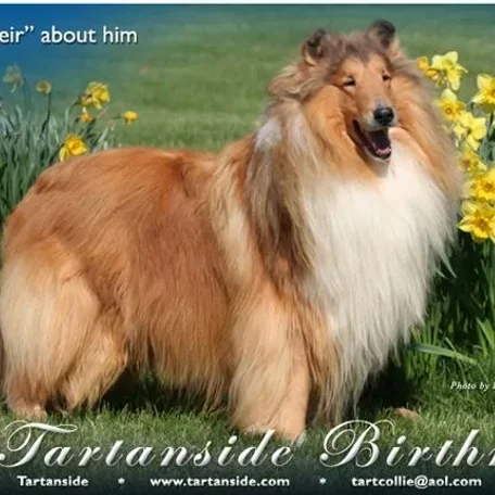 Ch Tartanside Birthright