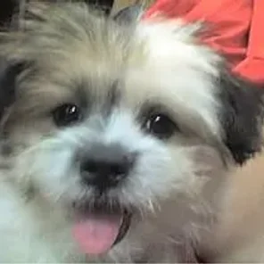 Kimola (Designer Dog)