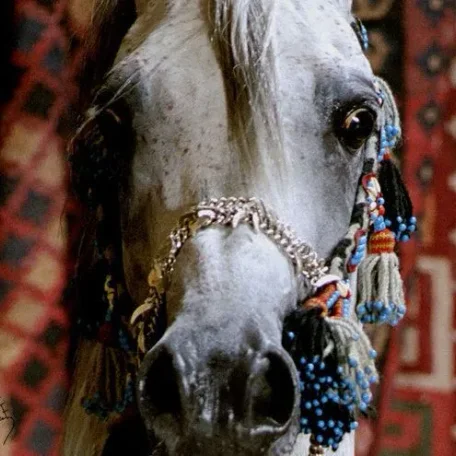 
          Photo by Luxemere Arabians
        