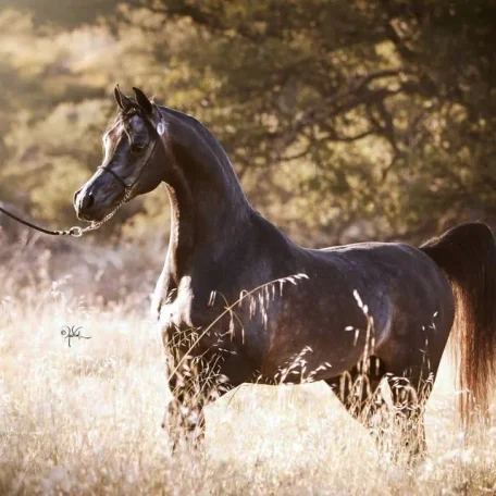 El Chall WR (Magnum Chall x Major Love Affair to TJ's Georgie Girl)