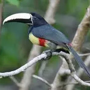 Black-necked Aracari
