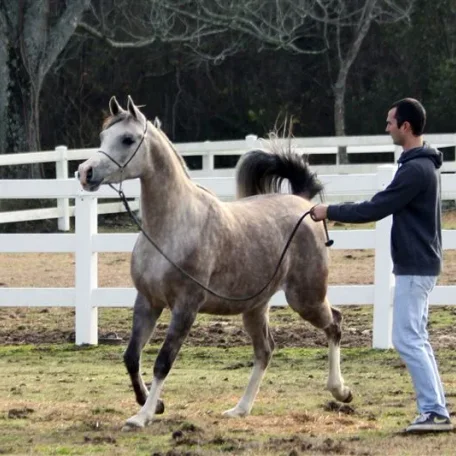 Heart N Soul WEA ( Falcon BHF x LC Misja )by Padrons Psyche