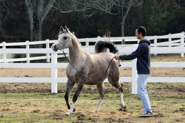 Heart N Soul WEA ( Falcon BHF x LC Misja )by Padrons Psyche