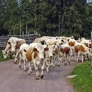 Finnish (Finncattle)