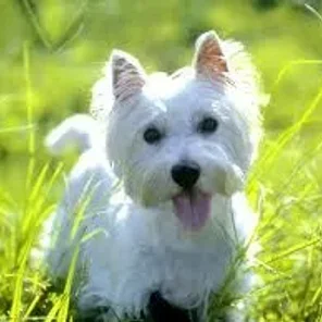 West Highland Doxie (Designer Dog)
