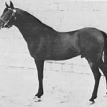 IBN FAYDA
