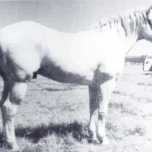 Grey Badger II
