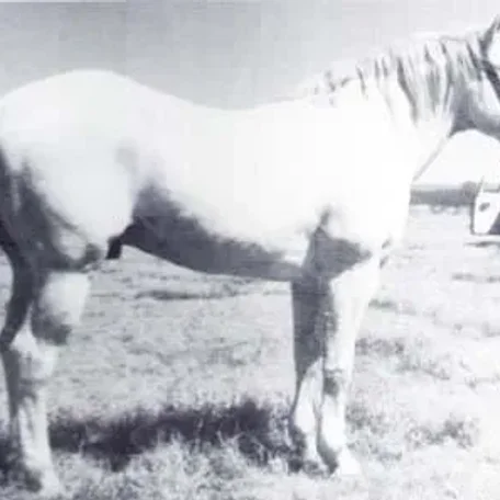 Grey Badger II