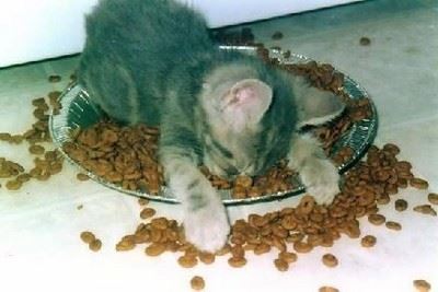 Transitioning Dry Food Addicts to Canned Food - Pt 3