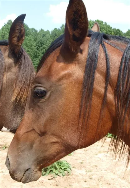 Mud's profile pic.