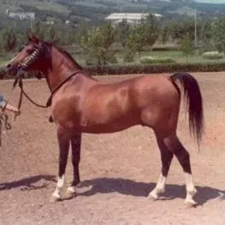 NABEG
