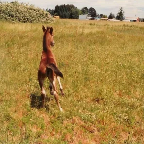 Hallanys Starlet