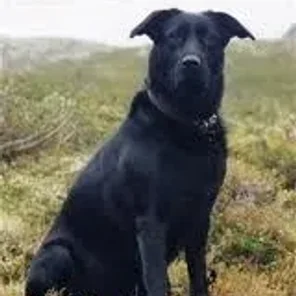 Chabrador (Designer Dog)