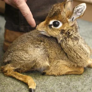 11 Delightful Facts About the Dik-Dik