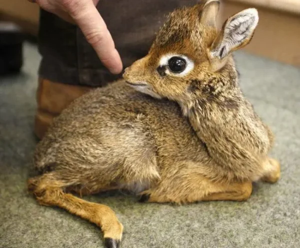 11 Delightful Facts About Dik-Diks That Will Make Them Your New Favorite Animal