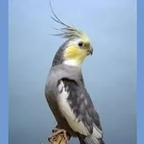 Pastel Cockatiel