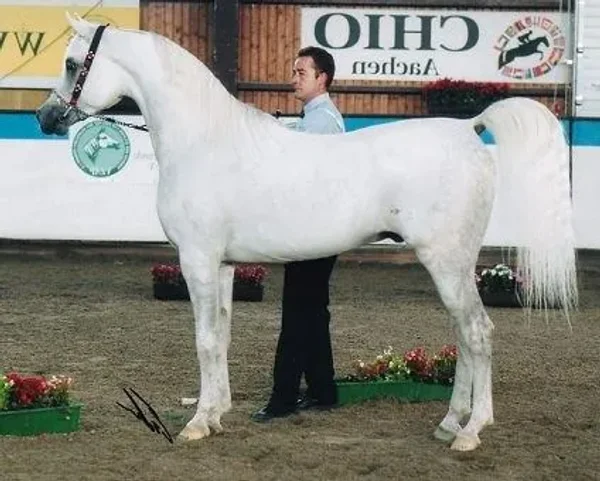 Khidar