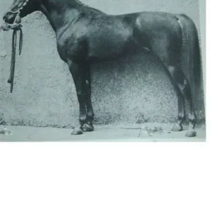Fakhr El Kheil