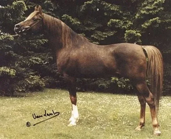 IBN GALAL