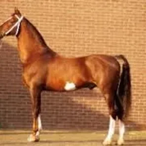 Fabricius